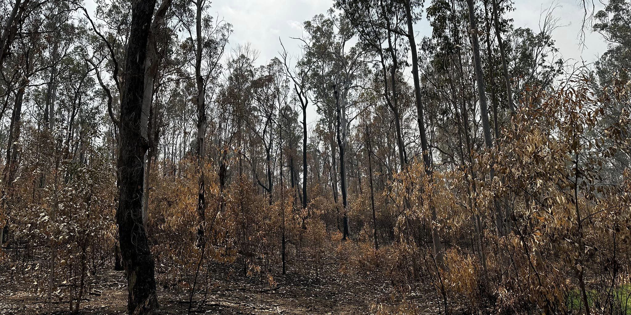 Bushfire disaster assistance for Clarence Valley - NSW Nationals